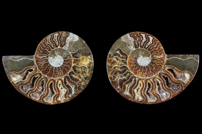 Cut & Polished Ammonite Fossil - Agatized #82276